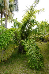 Arecaceae
