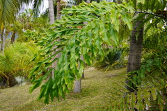 Arecaceae