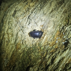Dorcus hopei hopei