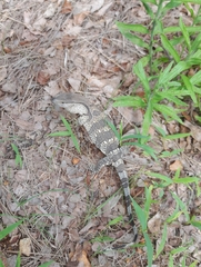 Varanus albigularis albigularis