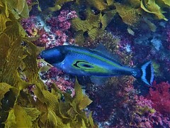 Meuschenia hippocrepis