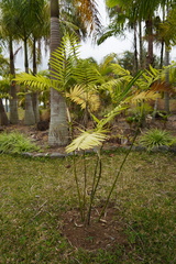 Chamaedorea costaricana