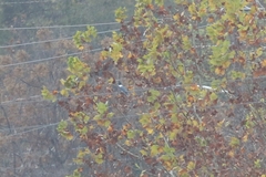 Megaceryle alcyon