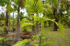 Chamaedorea costaricana