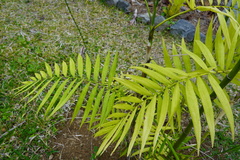 Chamaedorea costaricana