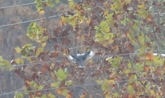 Megaceryle alcyon