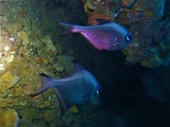 Pempheris multiradiata