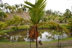 Areca vestiaria