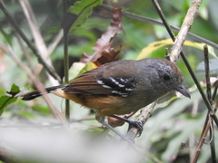 Thamnophilus caerulescens