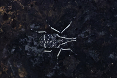 Tophoderes frenatus