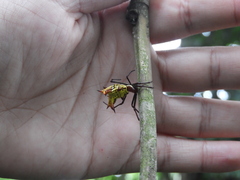 Micrathena fissispina