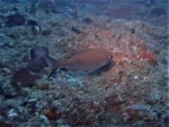 Kyphosus cornelii