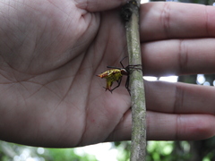 Micrathena fissispina