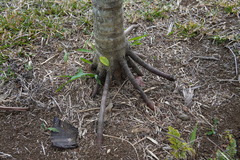 Areca vestiaria