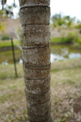 Areca vestiaria