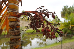 Areca vestiaria