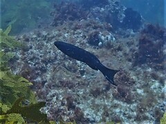 Olisthops cyanomelas