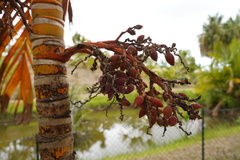 Areca vestiaria