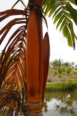 Areca vestiaria