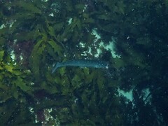 Sillaginodes punctatus