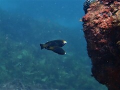 Anampses geographicus