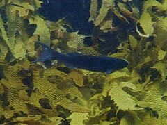 Olisthops cyanomelas