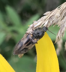 Stropenron hieroglyphica