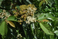 Commersonia bartramia