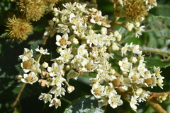 Commersonia bartramia