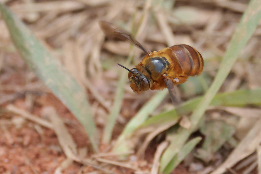 Pachymelus