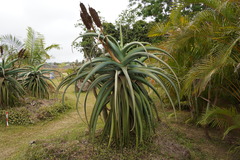 Aloe