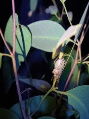 Cacostomus squamosus