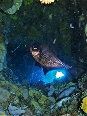 Pempheris multiradiata