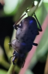 Cacostomus squamosus