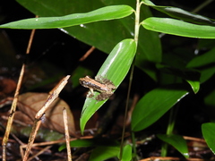 Scinax argyreornatus