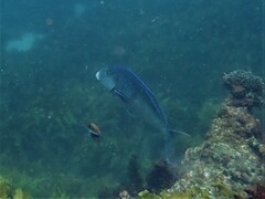 Nemadactylus valenciennesi