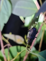 Cacostomus squamosus