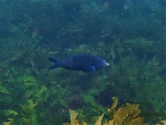 Anampses geographicus