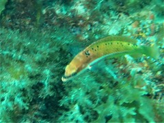 Austrolabrus maculatus