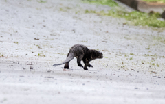 Lontra longicaudis