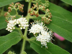 Callicarpa pilosissima