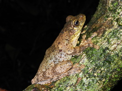 Itapotihyla langsdorffii