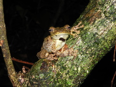 Itapotihyla langsdorffii