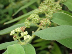 Callicarpa pilosissima