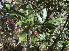 Pittosporum illicioides