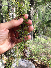 Picea breweriana