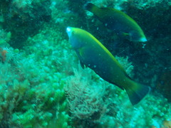 Anampses geographicus