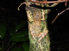 Itapotihyla langsdorffii