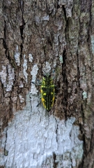 Austrochalcophora subfasciata