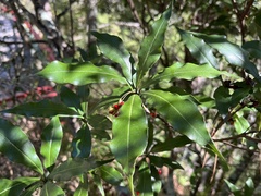 Pittosporum illicioides